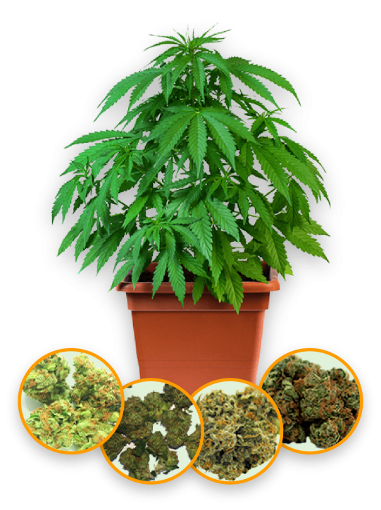 signaturecannabis-about-img signaturecannabis-about-img